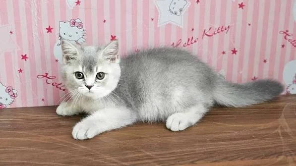 British shorthair kitten at the Pure Gene cattery