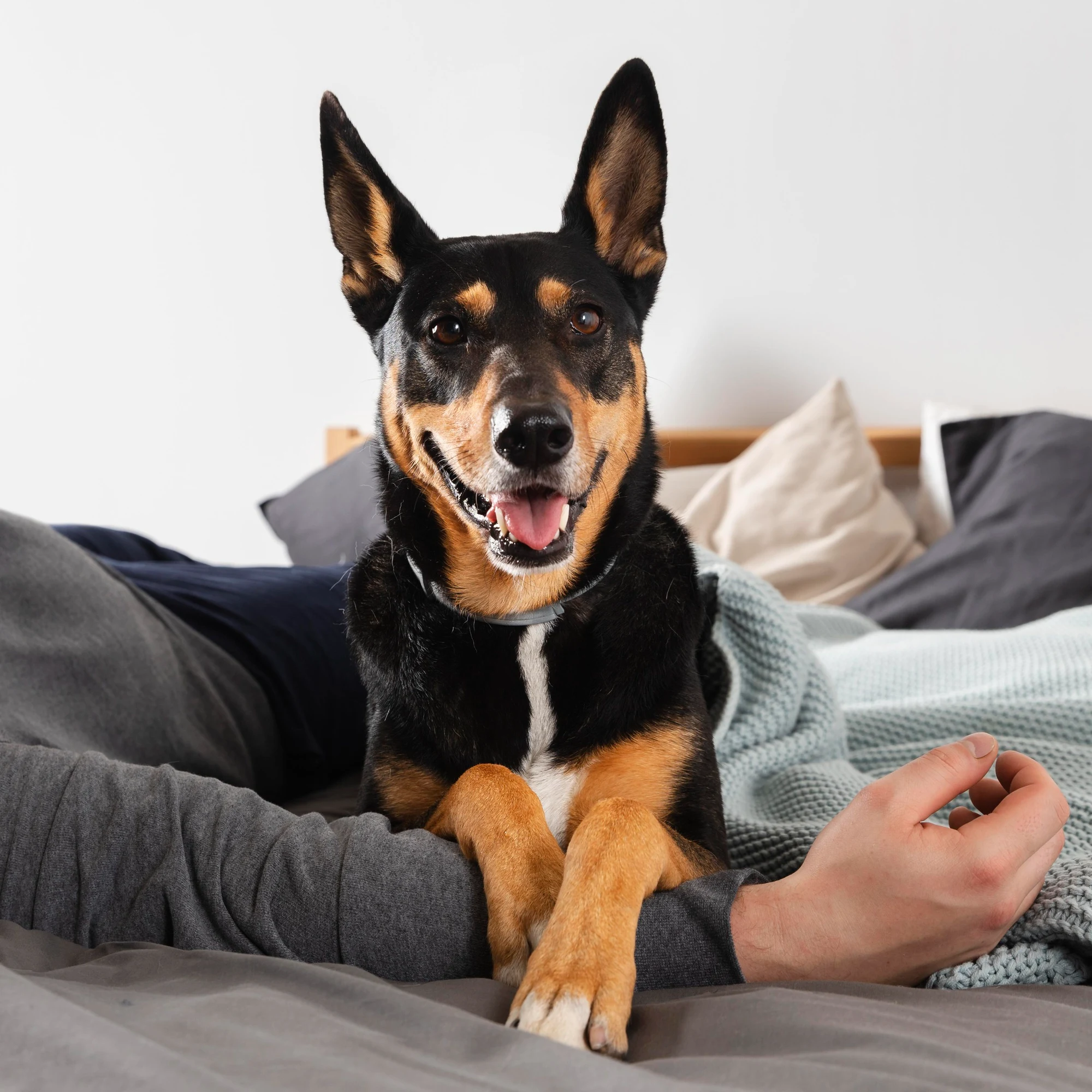 Dog relaxing on a bed with its owner