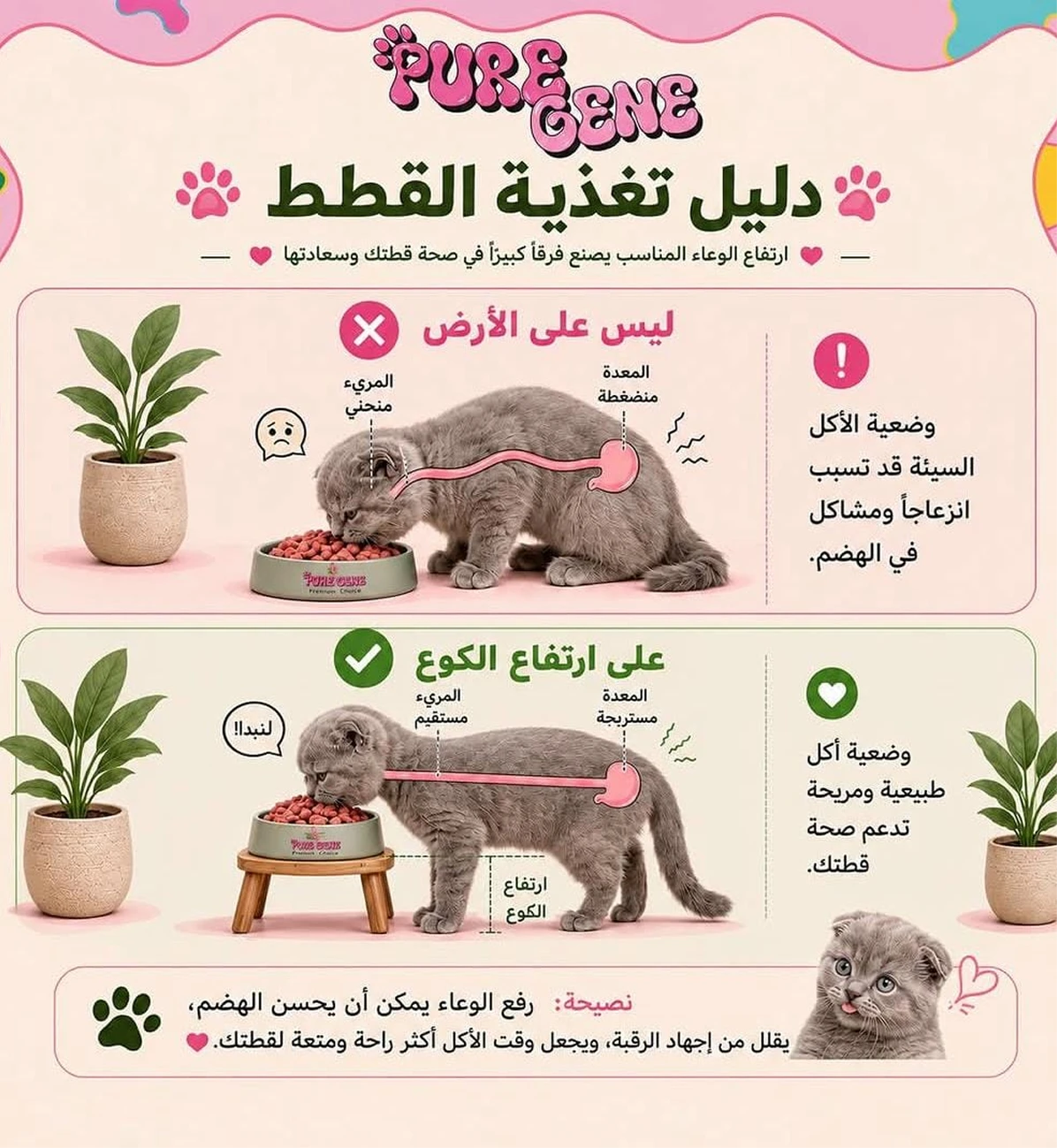 Pure Gene cat feeding guide infographic
