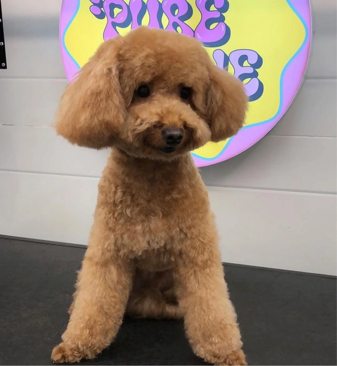 Freshly groomed poodle at Pure Gene